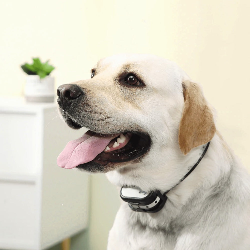 Mosrugs | SafeZone Wireless Dog Fence & Training Collar – Rechargeable, Waterproof & Pet-Friendly Correction Modes