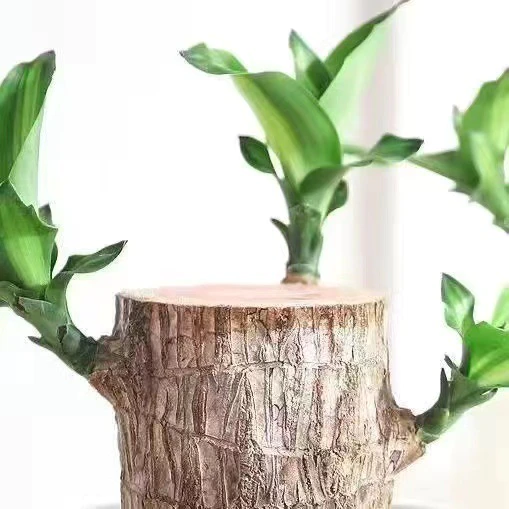 Mosrugs | Brazilian Lucky Wood Plant – Indoor Air-Purifying & Good Fortune Décor