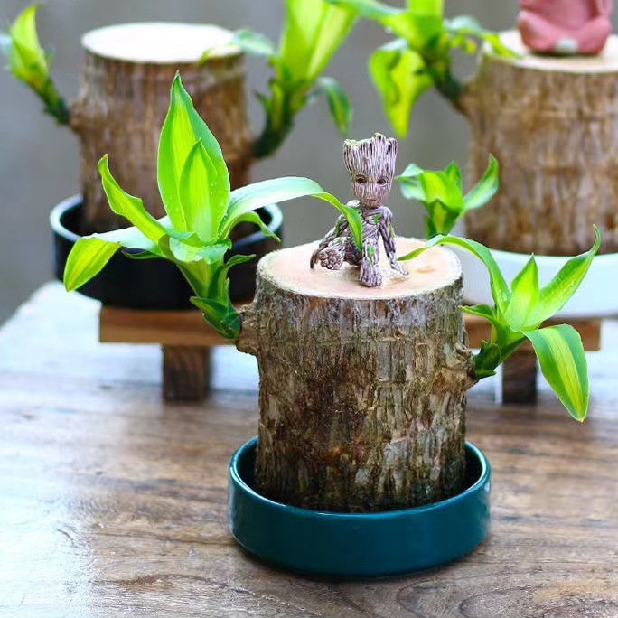 Mosrugs | Brazilian Lucky Wood Plant – Indoor Air-Purifying & Good Fortune Décor