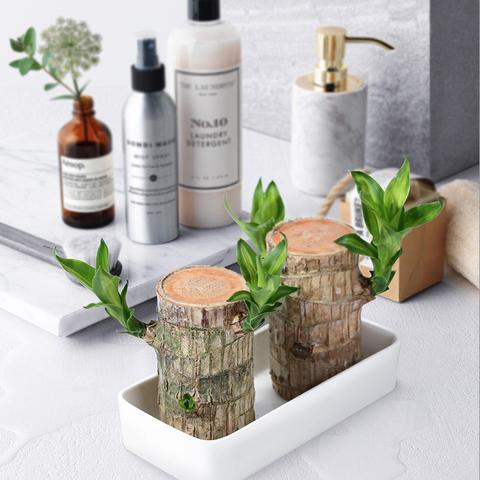 Mosrugs | Brazilian Lucky Wood Plant – Indoor Air-Purifying & Good Fortune Décor