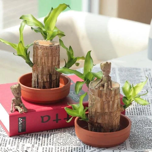 Mosrugs | Brazilian Lucky Wood Plant – Indoor Air-Purifying & Good Fortune Décor