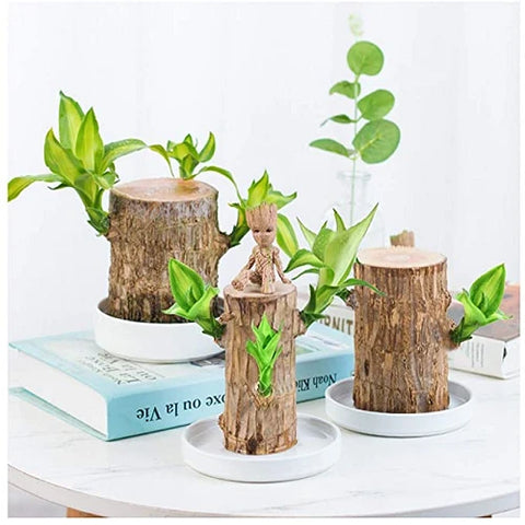 Mosrugs | Brazilian Lucky Wood Plant – Indoor Air-Purifying & Good Fortune Décor