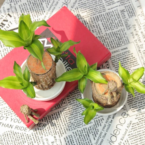 Mosrugs | Brazilian Lucky Wood Plant – Indoor Air-Purifying & Good Fortune Décor
