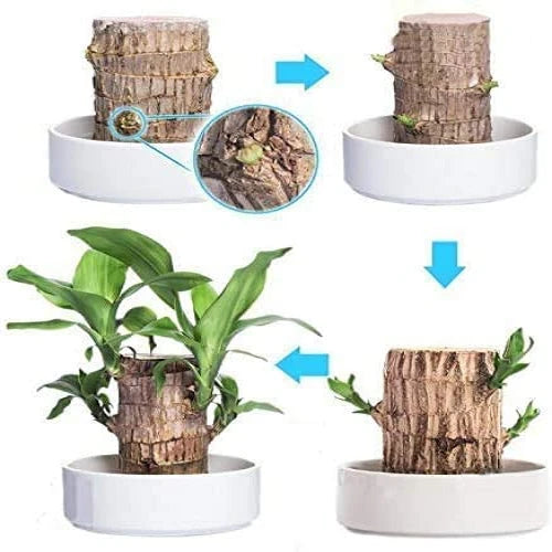 Mosrugs | Brazilian Lucky Wood Plant – Indoor Air-Purifying & Good Fortune Décor