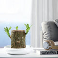 Mosrugs | Brazilian Lucky Wood Plant – Indoor Air-Purifying & Good Fortune Décor