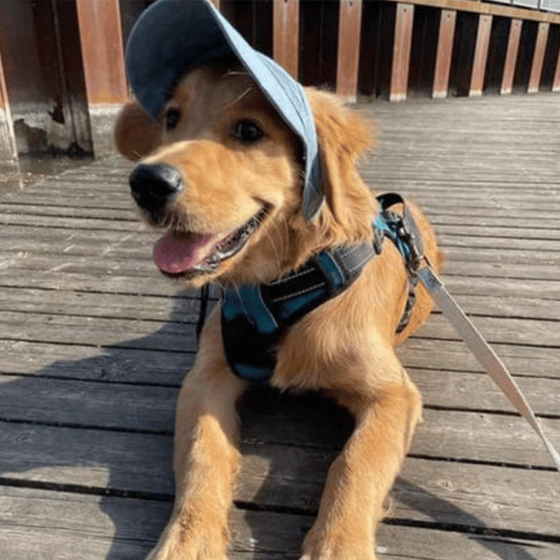Mosrugs | Dog hat